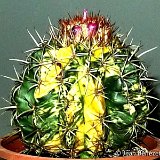 Melocactus curvispinus ssp caesius variegata (Isla Margaritam Venezuela) JB.JPG